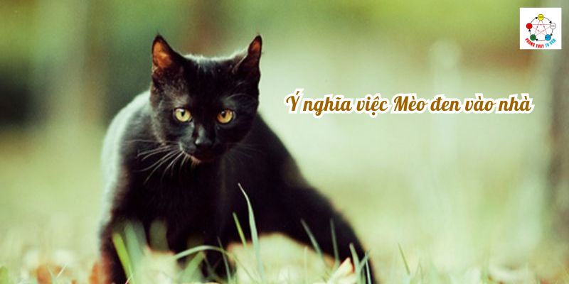 Ý nghĩa việc Mèo đen vào nhà